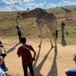 Elephant Sanctuary & Monkey Sanctuary & Lions park safari - FAQ