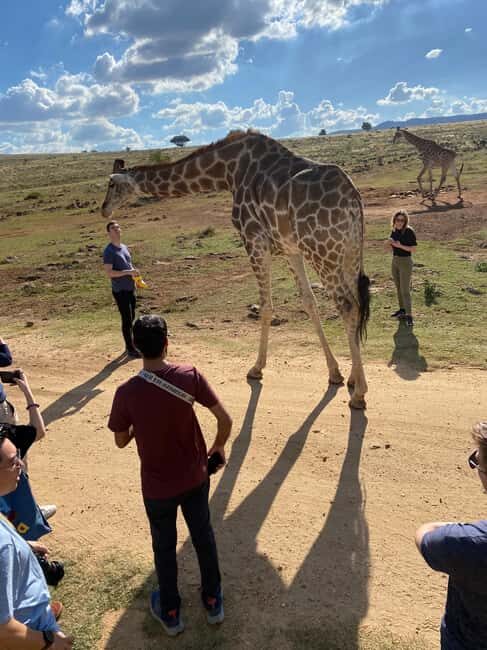 Elephant Sanctuary & Monkey Sanctuary & Lions park safari - FAQ
