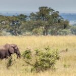 Entebbe: 3-Day Murchison Falls National Park Safari - Exploring the Itinerary in Detail
