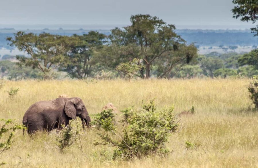 Entebbe: 3-Day Murchison Falls National Park Safari - Exploring the Itinerary in Detail