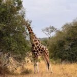 Entebbe: Lake Mburo Park and Queen Elizabeth Park 3-Day Trip - What Travelers Should Know