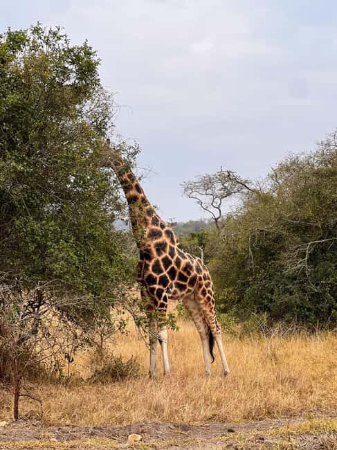Entebbe: Lake Mburo Park and Queen Elizabeth Park 3-Day Trip - What Travelers Should Know