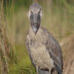 Entebbe: Mabamba Shoebill Tour & Victoria Mall Visit - What You’ll Experience