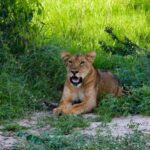 Entebbe: Murchison Falls Wildlife Safari 3 Days/2 Nights - Detailed Review of the 3-Day Murchison Falls Safari