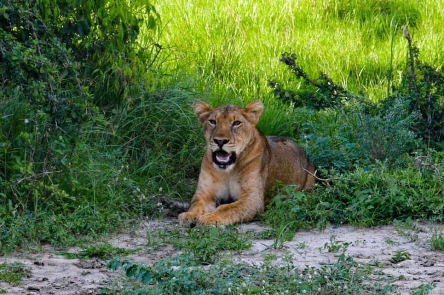 Entebbe: Murchison Falls Wildlife Safari 3 Days/2 Nights - Detailed Review of the 3-Day Murchison Falls Safari