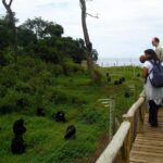 Entebbe: Ngamba Island Chimpanzee Trekking Day Trip - Why This Tour Is Worth Considering
