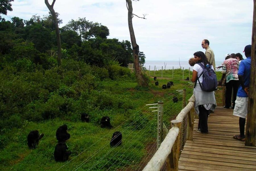 Entebbe: Ngamba Island Chimpanzee Trekking Day Trip - Why This Tour Is Worth Considering