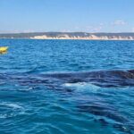 Epic Kayak With Dolphins & Wildlife - 4WD Beach Adventure Noosa - The Itinerary: From Land to Sea