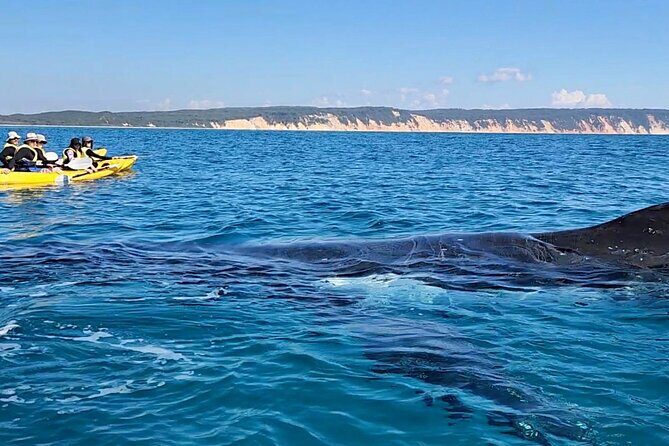 Epic Kayak With Dolphins & Wildlife - 4WD Beach Adventure Noosa - The Itinerary: From Land to Sea