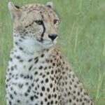 Epic Kenya & Tanzania Fly-in Migration Safari - A Closer Look at the Itinerary
