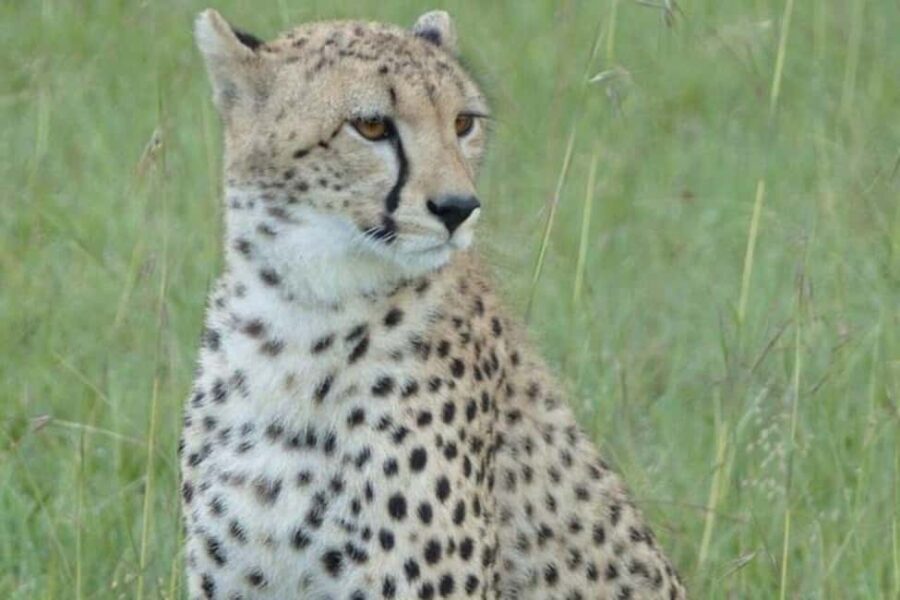 Epic Kenya & Tanzania Fly-in Migration Safari - A Closer Look at the Itinerary