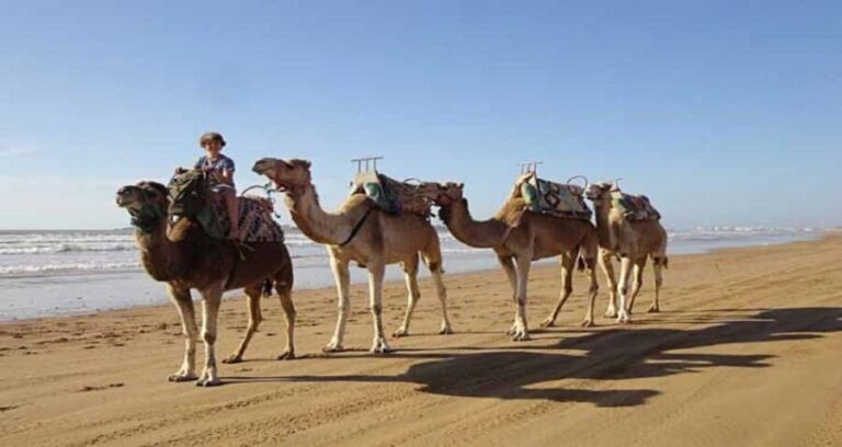 Essaouira: 2-Hour Camel Ride - The Value of the Experience