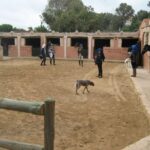 Essaouira: Full-Day Horse Riding Tour with Lunch - What We Loved and What to Consider