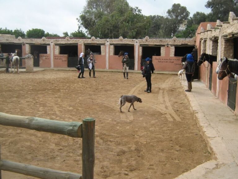 Essaouira: Full-Day Horse Riding Tour with Lunch - What We Loved and What to Consider