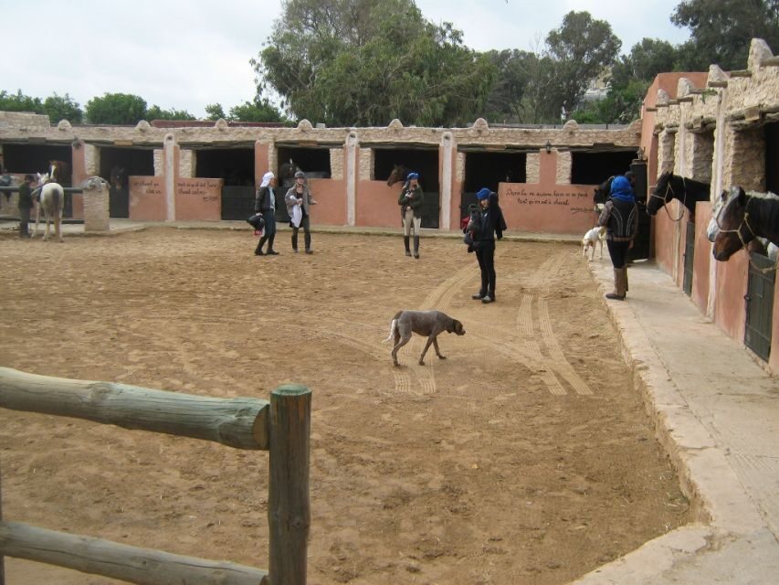 Essaouira: Full-Day Horse Riding Tour with Lunch - What We Loved and What to Consider