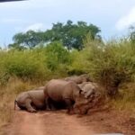 Eswatini: Rhino Walk in Hlane Royal National Park - What to Expect from the Tour