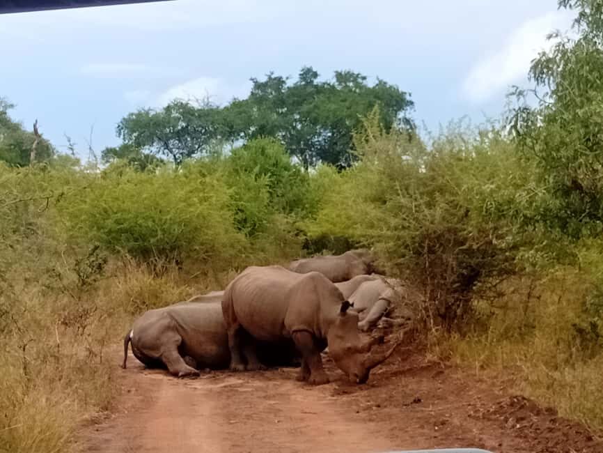 Eswatini: Rhino Walk in Hlane Royal National Park - What to Expect from the Tour