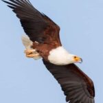 Ethiopia: 10-Day Bird Watching Tour from Addis Ababa - Why This Tour Offers Great Value