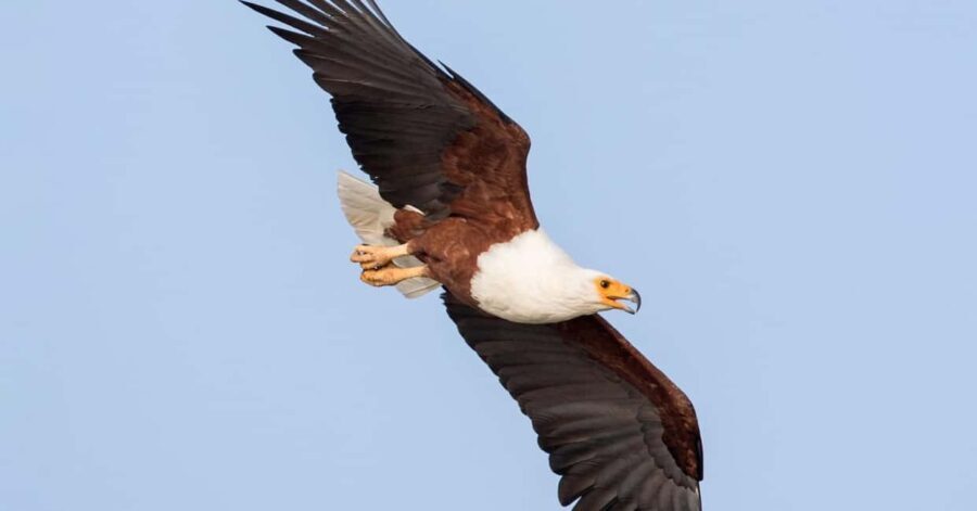 Ethiopia: 10-Day Bird Watching Tour from Addis Ababa - Why This Tour Offers Great Value