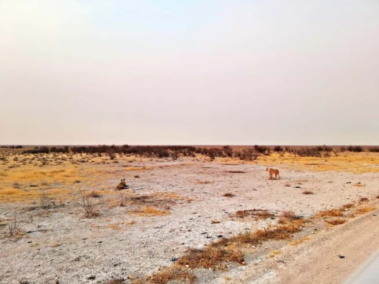 Etosha 3 days, 2 nights safari tour - What’s Included and What to Bring