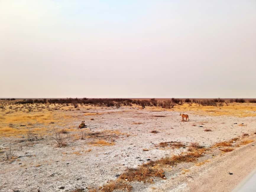 Etosha 3 days, 2 nights safari tour - What’s Included and What to Bring
