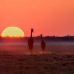 Evening Pilanesberg Night Safari Tour from Sun City - Is This Tour Worth the Price?