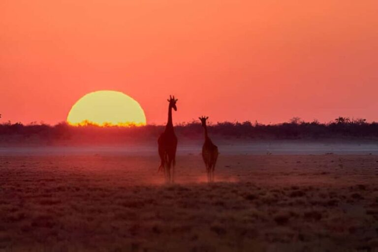 Evening Pilanesberg Night Safari Tour from Sun City - Is This Tour Worth the Price?
