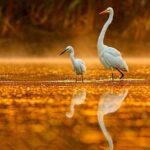 Everglades Explorer - Noosa Everglades Tour - Who Will Love This Tour?