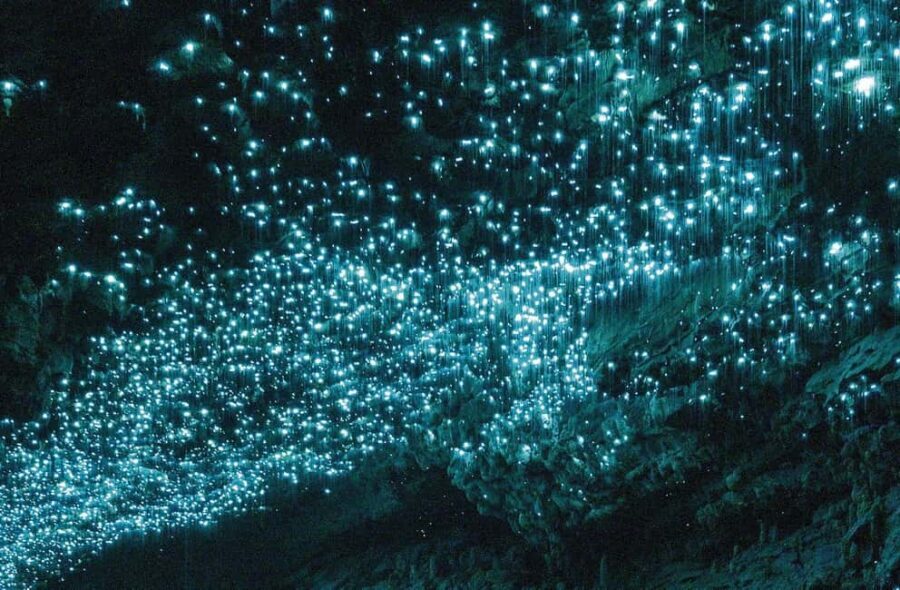 Ex Auckland Spellbound Glowworm & Cave Explorer Private Tour - Frequently Asked Questions