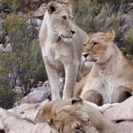 Exclusive African Big 5 Safari Adventure in Cape Town - Who Should Consider This Tour?