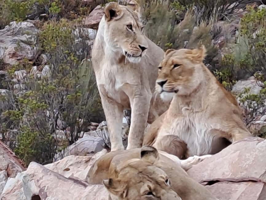 Exclusive African Big 5 Safari Adventure in Cape Town - Who Should Consider This Tour?