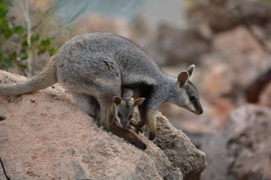 Exmouth: Full day Ningaloo in a Day tour - What could be better?
