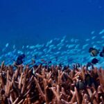 Exmouth: Guided Ningaloo Reef Snorkel Adventure - Exploring Turquoise Bay and the Second Snorkel Site