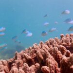 Exmouth: Half Day Coral by Kayak tour - The Journey to the Reef