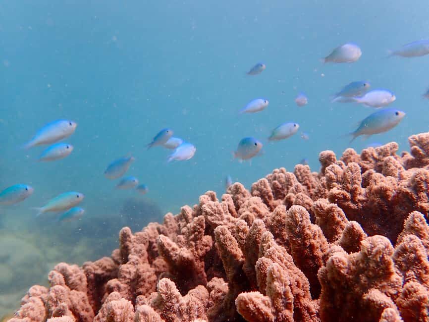 Exmouth: Half Day Coral by Kayak tour - The Journey to the Reef