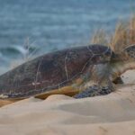 Exmouth: Summer Sunset Turtle Watching and Stargazing Tour - Final Words
