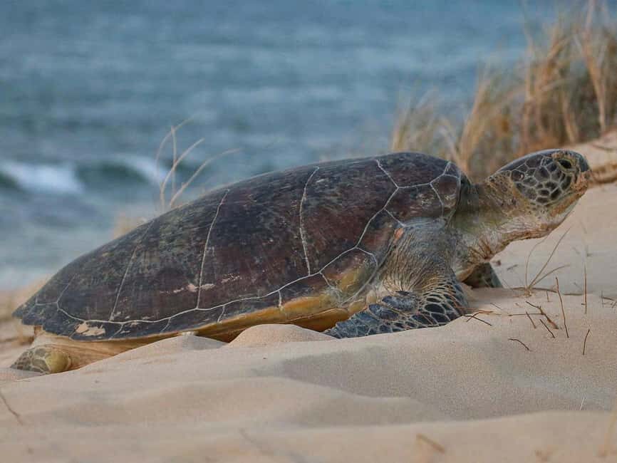 Exmouth: Summer Sunset Turtle Watching and Stargazing Tour - Final Words