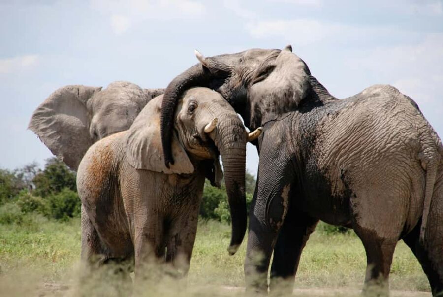 Experience an Amazing Big5 Safari near Cape Town! - The Cuisine: South African Flavours on Offer