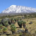 Experience Our Top Best Kilimanjaro Day Hiking Machame Route - FAQs