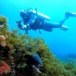 Experience the thrill of diving in Morocco Fun Dives - Authentic Local Guidance and Customization
