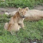 Explore a Day Trip To Tarangire National Park - Key Points