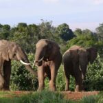 Explore Aberdare:See Big 5, Waterfalls & Camping in the wild - Why This Tour Offers Great Value