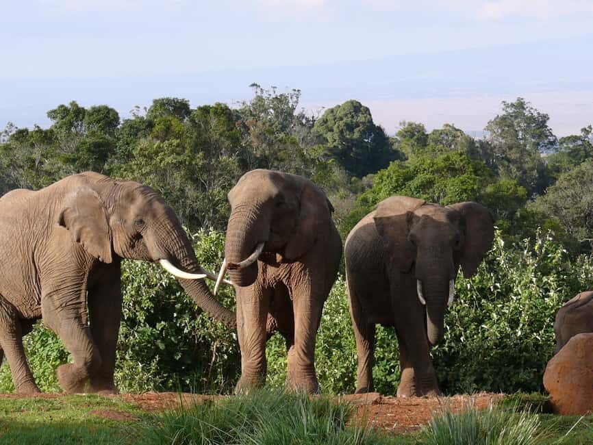 Explore Aberdare:See Big 5, Waterfalls & Camping in the wild - Why This Tour Offers Great Value