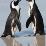 Explore: Cape of Good Hope and Penguins Full-Day Tour - A Practical Look at the Itinerary