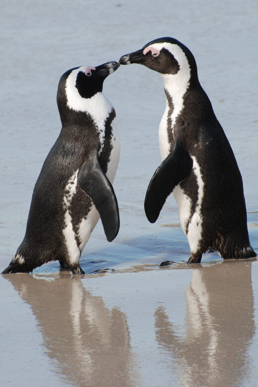 Explore: Cape of Good Hope and Penguins Full-Day Tour - A Practical Look at the Itinerary