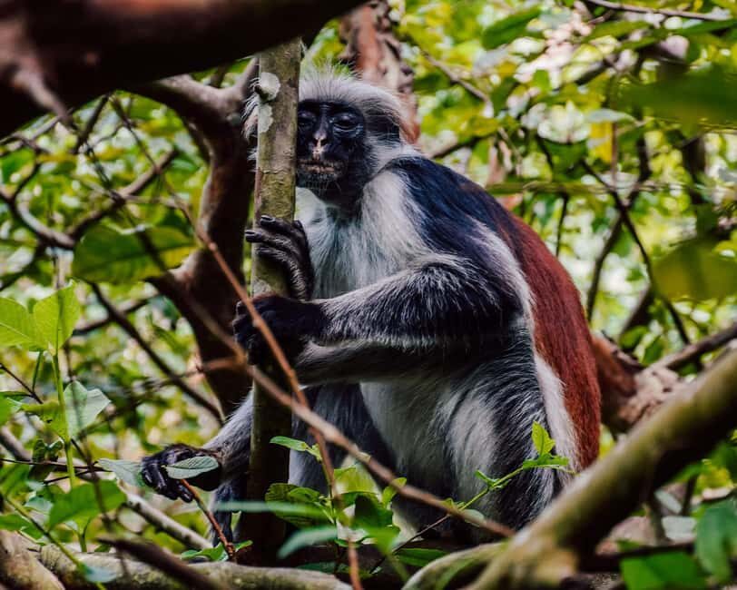 Explore dolphin at Mnemba, Jozani and Kuza Cave - Detailed Breakdown of the Experience