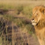Explore Kenya: 7-Day Luxury Safari & Balloon Experience Tour - Detailed Breakdown of the Itinerary