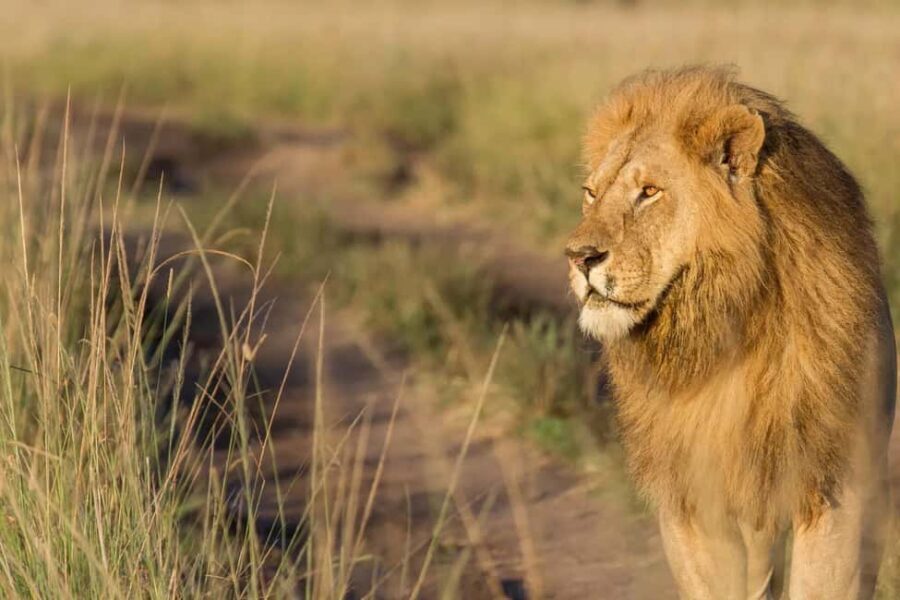 Explore Kenya: 7-Day Luxury Safari & Balloon Experience Tour - Detailed Breakdown of the Itinerary