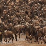 Explore Kenya's Big Five 6-Day Ol Pejeta, Nakuru & Mara Tour - The Essence of the Tour: What Makes It Special