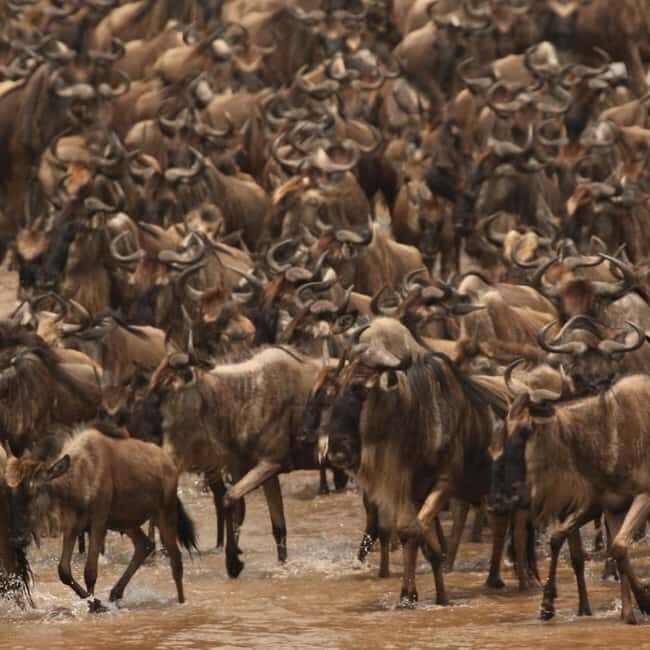 Explore Kenya's Big Five 6-Day Ol Pejeta, Nakuru & Mara Tour - The Essence of the Tour: What Makes It Special